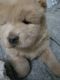 Chow Chow Puppies for sale in Fairfax, VA, USA. price: $1,250