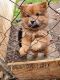Chow Chow Puppies for sale in Sea World Dr, San Antonio, TX 78251, USA. price: $550