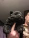 Chow Chow Puppies for sale in West Finley, PA 15377, USA. price: NA