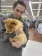 Chow Chow Puppies for sale in Troy, NY, USA. price: $2,500