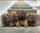 Chow Chow Puppies for sale in Massachusetts Ave, Arlington, MA, USA. price: $950