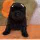 Chow Chow Puppies for sale in Massachusetts Ave, Arlington, MA, USA. price: $1,300