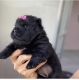 Chow Chow Puppies for sale in Massachusetts Ave, Arlington, MA, USA. price: $1,350