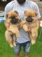 Chow Chow Puppies for sale in Sitka, AK 99835, USA. price: $605