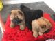 Chow Chow Puppies for sale in Bullhead City, AZ 86442, USA. price: $585