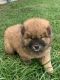 Chow Chow Puppies for sale in Blairs Mills, PA 17213, USA. price: $3,000