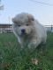 Chow Chow Puppies for sale in Blairs Mills, PA 17213, USA. price: $3,500