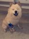Chow Chow Puppies for sale in Junction City, KS, USA. price: $800