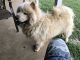 Chow Chow Puppies for sale in Montgomery, AL, USA. price: $200