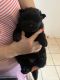 Chow Chow Puppies for sale in 4022 Weems St, Houston, TX 77009, USA. price: $1,200