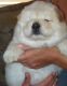 Chow Chow Puppies for sale in Portland, OR 97211, USA. price: NA
