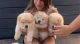 Chow Chow Puppies for sale in Clear Lake, WI, USA. price: $700