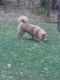 Chow Chow Puppies for sale in Buffalo, MN 55313, USA. price: $700