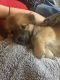 Chow Chow Puppies for sale in Palm Springs, CA 92262, USA. price: $900