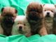 Chow Chow Puppies for sale in Indianapolis, IN, USA. price: $700