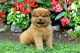 Chow Chow Puppies for sale in Everett, MA 02149, USA. price: $680