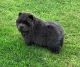 Chow Chow Puppies for sale in Colorado Springs, CO, USA. price: $500