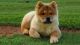 Chow Chow Puppies for sale in Florence, SC, USA. price: $8,000