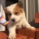 Chow Chow Puppies for sale in Beggs, OK, USA. price: $300