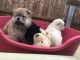 Chow Chow Puppies for sale in 440 W 114th St, New York, NY 10025, USA. price: $450