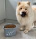 Chow Chow Puppies for sale in Los Angeles, CA, USA. price: $400