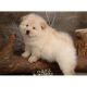 Chow Chow Puppies for sale in Chicago, IL 60605, USA. price: $660