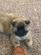 Chow Chow Puppies for sale in Franklin, OH 45005, USA. price: $800