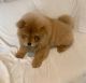 Chow Chow Puppies for sale in Great Falls, SC 29055, USA. price: $760