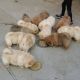 Chow Chow Puppies for sale in Virginia Beach, VA, USA. price: $550