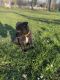 Chow Chow Puppies for sale in Auburn, WA, USA. price: $800
