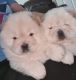 Chow Chow Puppies for sale in Kent, WA 98032, USA. price: $715