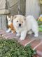 Chow Chow Puppies for sale in Los Angeles, CA, USA. price: $800