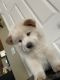 Chow Chow Puppies for sale in La Verne, CA 91750, USA. price: $2,200