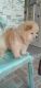Chow Chow Puppies for sale in Los Angeles, CA, USA. price: $1,000