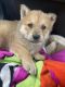Chow Chow Puppies for sale in Wichita, KS 67208, USA. price: $400