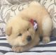 Chow Chow Puppies for sale in Elk Grove Village, IL 60007, USA. price: $800