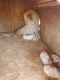 Chow Chow Puppies for sale in Gallup, NM, USA. price: $800