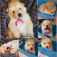 Chow Chow Puppies for sale in Phoenix, AZ, USA. price: $850