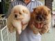 Chow Chow Puppies for sale in CA-1, Long Beach, CA, USA. price: NA