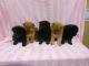 Chow Chow Puppies for sale in San Antonio, TX, USA. price: $800