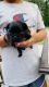 Chug Puppies for sale in West Wareham, Wareham, MA, USA. price: $700