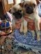 Chug Puppies for sale in Ocala, FL 34480, USA. price: $700