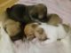 Chug Puppies for sale in 9485 N Hazeldine Rd, Casa Grande, AZ 85194, USA. price: $300