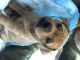 Chug Puppies for sale in Ferndale, WA 98248, USA. price: $100