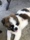 Chug Puppies for sale in West Wareham, Wareham, MA, USA. price: $750