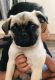 Chug Puppies for sale in West Wareham, Wareham, MA, USA. price: $75,000