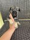 Chug Puppies for sale in Naples, FL 34112, USA. price: $400