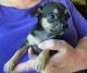 Chug Puppies for sale in Cave City, KY 42127, USA. price: $250