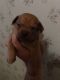 Chug Puppies for sale in Conover, NC 28613, USA. price: $300