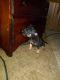 Chug Puppies for sale in Robertsville, OH 44669, USA. price: NA